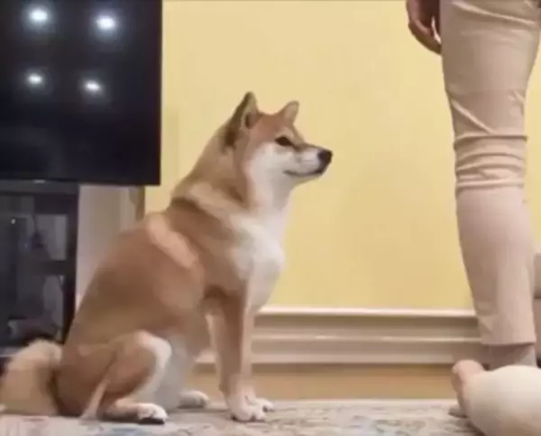 『ねえ、やめてあげてよ…』家族で"踏み合いっこ"をしていたら、見ていた犬が勘違いして…愛を感じる『まさかの光景』に反響「優しい」「健気」