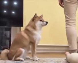『ねえ、やめてあげてよ…』家族で"踏み合いっこ"をしていたら、見ていた犬が勘違いして…愛を感じる『まさかの光景』に反響「優しい」「健気」