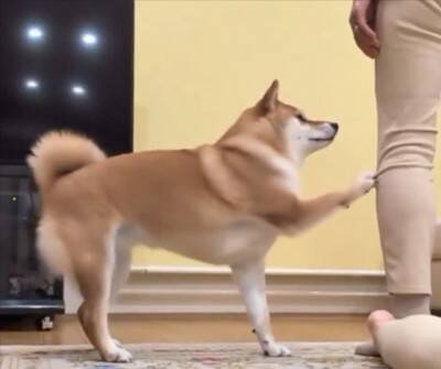 『ねえ、やめてあげてよ…』家族で"踏み合いっこ"をしていたら、見ていた犬が勘違いして…愛を感じる『まさかの光景』に反響「優しい」「健気」