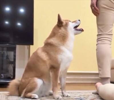 『ねえ、やめてあげてよ…』家族で"踏み合いっこ"をしていたら、見ていた犬が勘違いして…愛を感じる『まさかの光景』に反響「優しい」「健気」