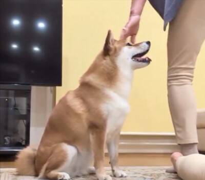 『ねえ、やめてあげてよ…』家族で"踏み合いっこ"をしていたら、見ていた犬が勘違いして…愛を感じる『まさかの光景』に反響「優しい」「健気」