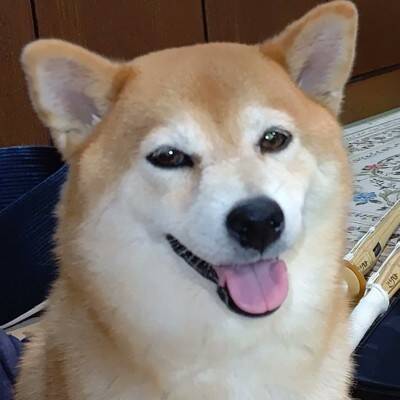 『ねえ、やめてあげてよ…』家族で"踏み合いっこ"をしていたら、見ていた犬が勘違いして…愛を感じる『まさかの光景』に反響「優しい」「健気」