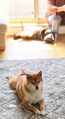 『ねえ、やめてあげてよ…』家族で"踏み合いっこ"をしていたら、見ていた犬が勘違いして…愛を感じる『まさかの光景』に反響「優しい」「健気」
