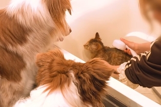 子猫が『お風呂に初めて入った』結果→なぜか犬たちが『大丈夫？』と覗きに来て…あまりにも尊い光景が9万再生「愛が溢れてる」「これが天国か」