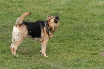 犬が『吠え続ける』4つの理由　静かにさせる方法はあるの？NG対応まで解説