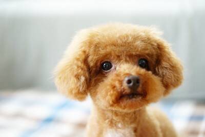 犬が『信用していない人』にみせるサイン５選　信頼関係が崩壊する飼い主のNG態度とは？