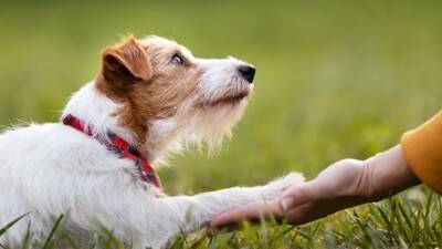犬が『信用していない人』にみせるサイン５選　信頼関係が崩壊する飼い主のNG態度とは？