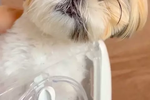 注射のため動物病院に来た犬→『他の犬の悲鳴』が聞こえてくると…この世の終わりのような『絶望顔』に爆笑「わかりやすｗ」「ブルブルすごいｗ」