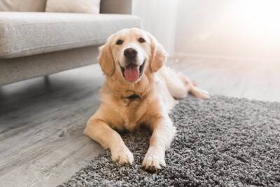 『ペット可のマンション』で犬を飼うときの注意点5つ　知っておくべきルールとは？