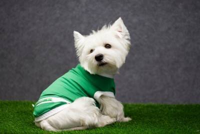 お金をかけなくていい『犬用品』7選　節約のためにできる工夫や注意点まで解説