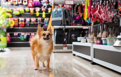 お金をかけなくていい『犬用品』7選　節約のためにできる工夫や注意点まで解説
