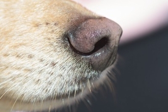 犬が『ニオイ』を嗅ぐのはなぜ？どんな情報を読み取っているの？知られざる驚きの能力まで