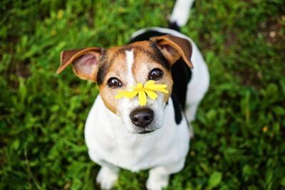 犬が『ニオイ』を嗅ぐのはなぜ？どんな情報を読み取っているの？知られざる驚きの能力まで