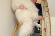 階段を降りられない『34キロの大型犬』→お兄ちゃんに助けを求めて…自分の大きさがわかっていない光景に1万いいね「デカｗ」「大きな赤ちゃん」