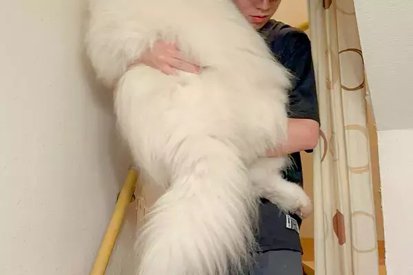 階段を降りられない『34キロの大型犬』→お兄ちゃんに助けを求めて…自分の大きさがわかっていない光景に1万いいね「デカｗ」「大きな赤ちゃん」