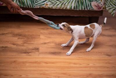 『イタズラがバレた』ときに犬がみせる仕草5つ　問題行動を発見した場合の適切な対応まで