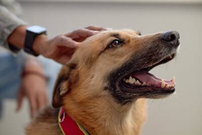 『イタズラがバレた』ときに犬がみせる仕草5つ　問題行動を発見した場合の適切な対応まで