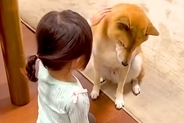 2歳の女の子を『家族』として受け入れていない犬→4年後…あまりにも違いすぎる『態度と表情』が91万再生「泣けてきた」「ふたりともえらい」