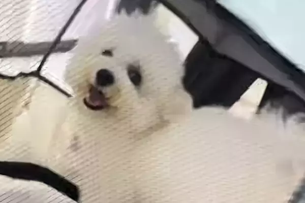 『前世ハムスターやろｗｗ』犬を"折りたたみサークル"に入れた結果→絶対に間違っている『衝撃の使い方』が40万再生「激しすぎて草」「吹いた」