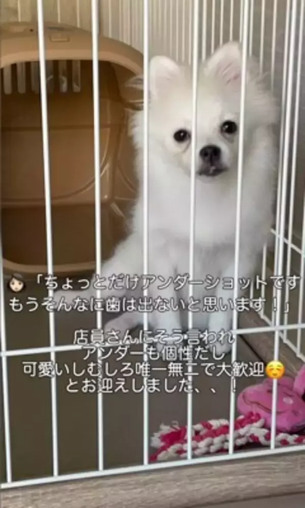 『ちょっとだけ受け口な犬』をお迎えしたと思ったら…数か月後の『衝撃的な口元』が42万再生「愛嬌ありすぎて笑ったｗ」「個性的で可愛い」