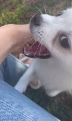 『ちょっとだけ受け口な犬』をお迎えしたと思ったら…数か月後の『衝撃的な口元』が42万再生「愛嬌ありすぎて笑ったｗ」「個性的で可愛い」