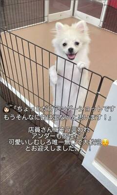 『ちょっとだけ受け口な犬』をお迎えしたと思ったら…数か月後の『衝撃的な口元』が42万再生「愛嬌ありすぎて笑ったｗ」「個性的で可愛い」