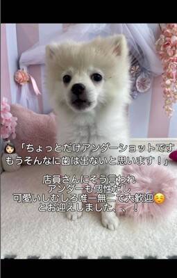 『ちょっとだけ受け口な犬』をお迎えしたと思ったら…数か月後の『衝撃的な口元』が42万再生「愛嬌ありすぎて笑ったｗ」「個性的で可愛い」