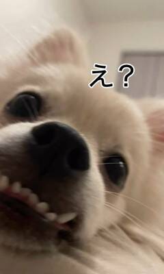 『ちょっとだけ受け口な犬』をお迎えしたと思ったら…数か月後の『衝撃的な口元』が42万再生「愛嬌ありすぎて笑ったｗ」「個性的で可愛い」