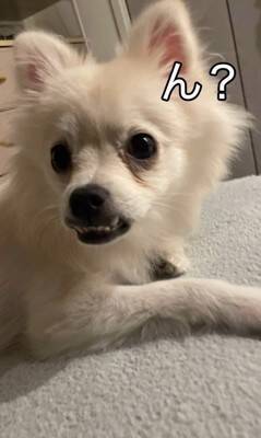 『ちょっとだけ受け口な犬』をお迎えしたと思ったら…数か月後の『衝撃的な口元』が42万再生「愛嬌ありすぎて笑ったｗ」「個性的で可愛い」
