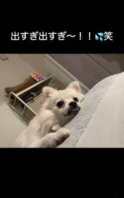 『ちょっとだけ受け口な犬』をお迎えしたと思ったら…数か月後の『衝撃的な口元』が42万再生「愛嬌ありすぎて笑ったｗ」「個性的で可愛い」