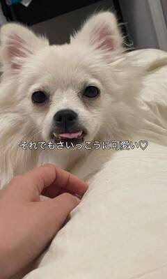『ちょっとだけ受け口な犬』をお迎えしたと思ったら…数か月後の『衝撃的な口元』が42万再生「愛嬌ありすぎて笑ったｗ」「個性的で可愛い」