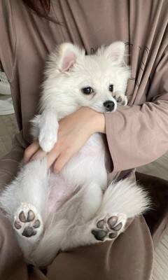 『ちょっとだけ受け口な犬』をお迎えしたと思ったら…数か月後の『衝撃的な口元』が42万再生「愛嬌ありすぎて笑ったｗ」「個性的で可愛い」