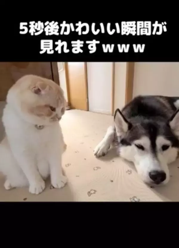 『ハスキー犬に育てられた猫』→想像を遥かに超える『甘え方』が1361万再生「思った500倍可愛くて叫んだ」「倒れそうになったｗ」と悶絶