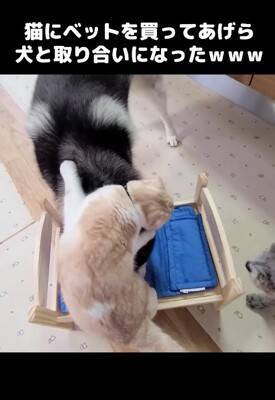 『ハスキー犬に育てられた猫』→想像を遥かに超える『甘え方』が1361万再生「思った500倍可愛くて叫んだ」「倒れそうになったｗ」と悶絶