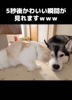 『ハスキー犬に育てられた猫』→想像を遥かに超える『甘え方』が1361万再生「思った500倍可愛くて叫んだ」「倒れそうになったｗ」と悶絶