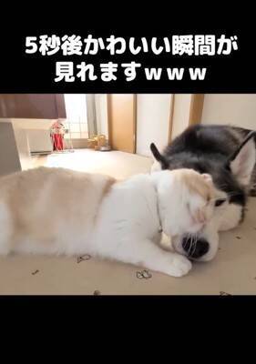 『ハスキー犬に育てられた猫』→想像を遥かに超える『甘え方』が1361万再生「思った500倍可愛くて叫んだ」「倒れそうになったｗ」と悶絶