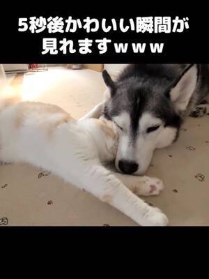 『ハスキー犬に育てられた猫』→想像を遥かに超える『甘え方』が1361万再生「思った500倍可愛くて叫んだ」「倒れそうになったｗ」と悶絶