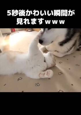 『ハスキー犬に育てられた猫』→想像を遥かに超える『甘え方』が1361万再生「思った500倍可愛くて叫んだ」「倒れそうになったｗ」と悶絶