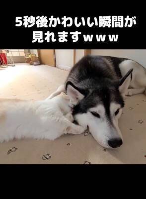 『ハスキー犬に育てられた猫』→想像を遥かに超える『甘え方』が1361万再生「思った500倍可愛くて叫んだ」「倒れそうになったｗ」と悶絶