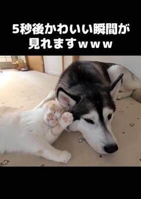 『ハスキー犬に育てられた猫』→想像を遥かに超える『甘え方』が1361万再生「思った500倍可愛くて叫んだ」「倒れそうになったｗ」と悶絶