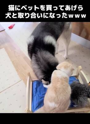 『ハスキー犬に育てられた猫』→想像を遥かに超える『甘え方』が1361万再生「思った500倍可愛くて叫んだ」「倒れそうになったｗ」と悶絶