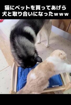 『ハスキー犬に育てられた猫』→想像を遥かに超える『甘え方』が1361万再生「思った500倍可愛くて叫んだ」「倒れそうになったｗ」と悶絶