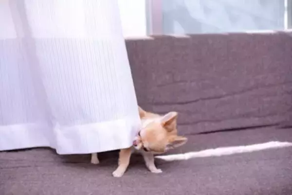 犬を『一目惚れ』で飼うべきではない理由4つ　お互いが不幸になるかも？選ぶときのポイントもご紹介