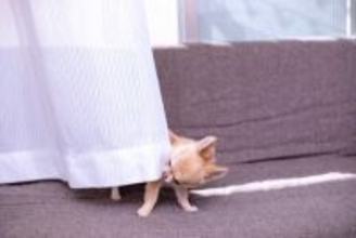 犬を『一目惚れ』で飼うべきではない理由4つ　お互いが不幸になるかも？選ぶときのポイントもご紹介