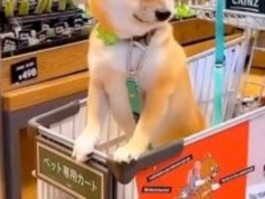 おばあちゃんと買い物に来た犬→途中でトイレに行くと…絵に描いたような『ぴえん顔』が31万再生「抱きしめてあげたい」「すごい探してる」