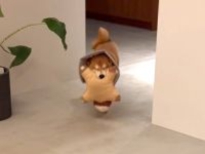 家に帰ると、犬が毎回お出迎えしてくれて…とんでもなく尊い『おかえりなさい』の行動が131万再生「お目目が最高すぎる」「可愛すぎて苦しい」