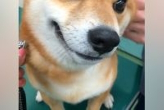 病院で耳の治療を受ける犬→痛いはずなのに我慢して…思わず応援してしまう『必死な表情』が419万再生「私なら泣いてる」「なんて我慢強い子」