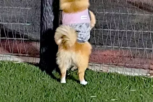 『犬をドッグランに遊ばせに来た』つもりが…思っていたのと違う『まさかの楽しみ方』に6万いいね「後ろ姿可愛いｗ」「美味しい匂いには負ける」