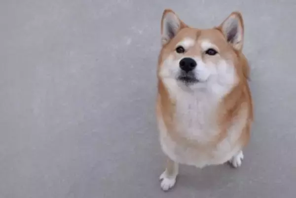 犬が『人に話しかけている』サイン５選　見逃したくないアピールや信頼関係を深める方法まで