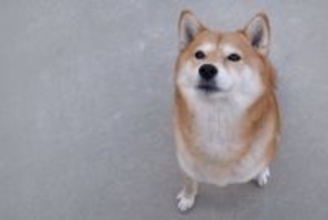犬が『人に話しかけている』サイン５選　見逃したくないアピールや信頼関係を深める方法まで